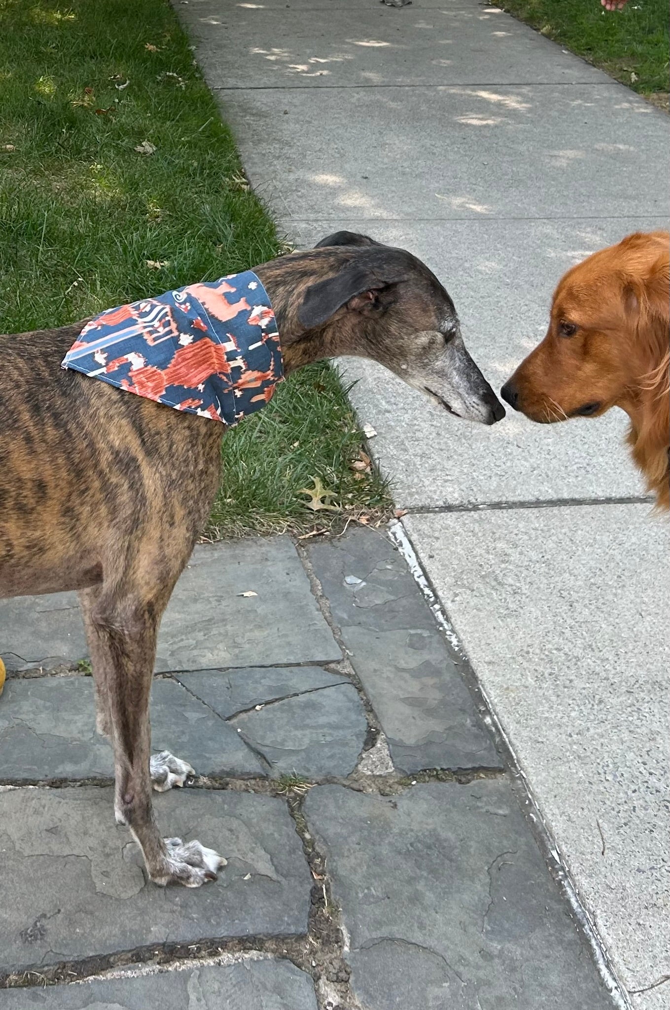 Pet Bandana